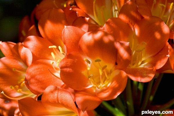 small orange flowers